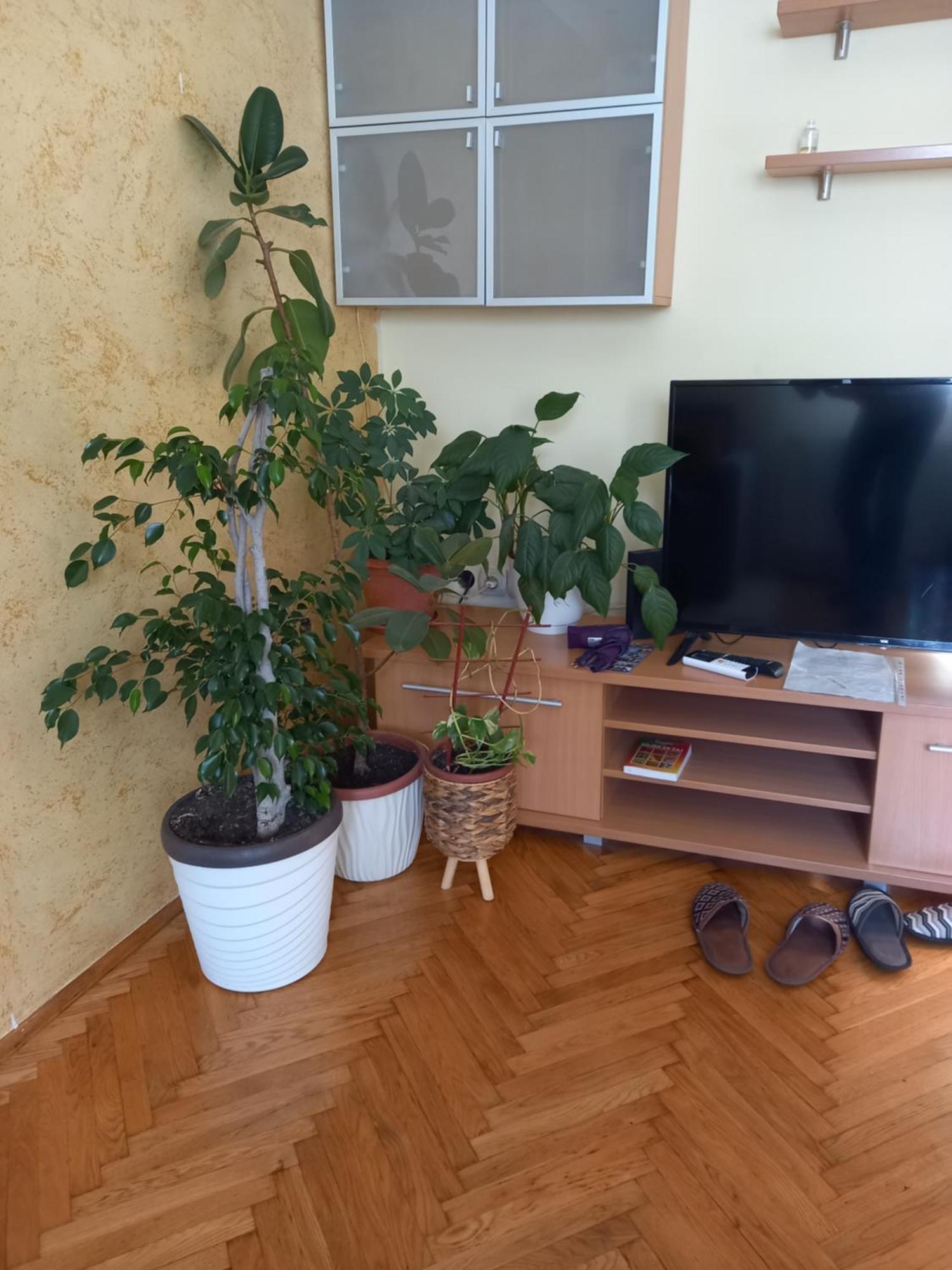 Leda Apartmani سميديريفو الغرفة الصورة