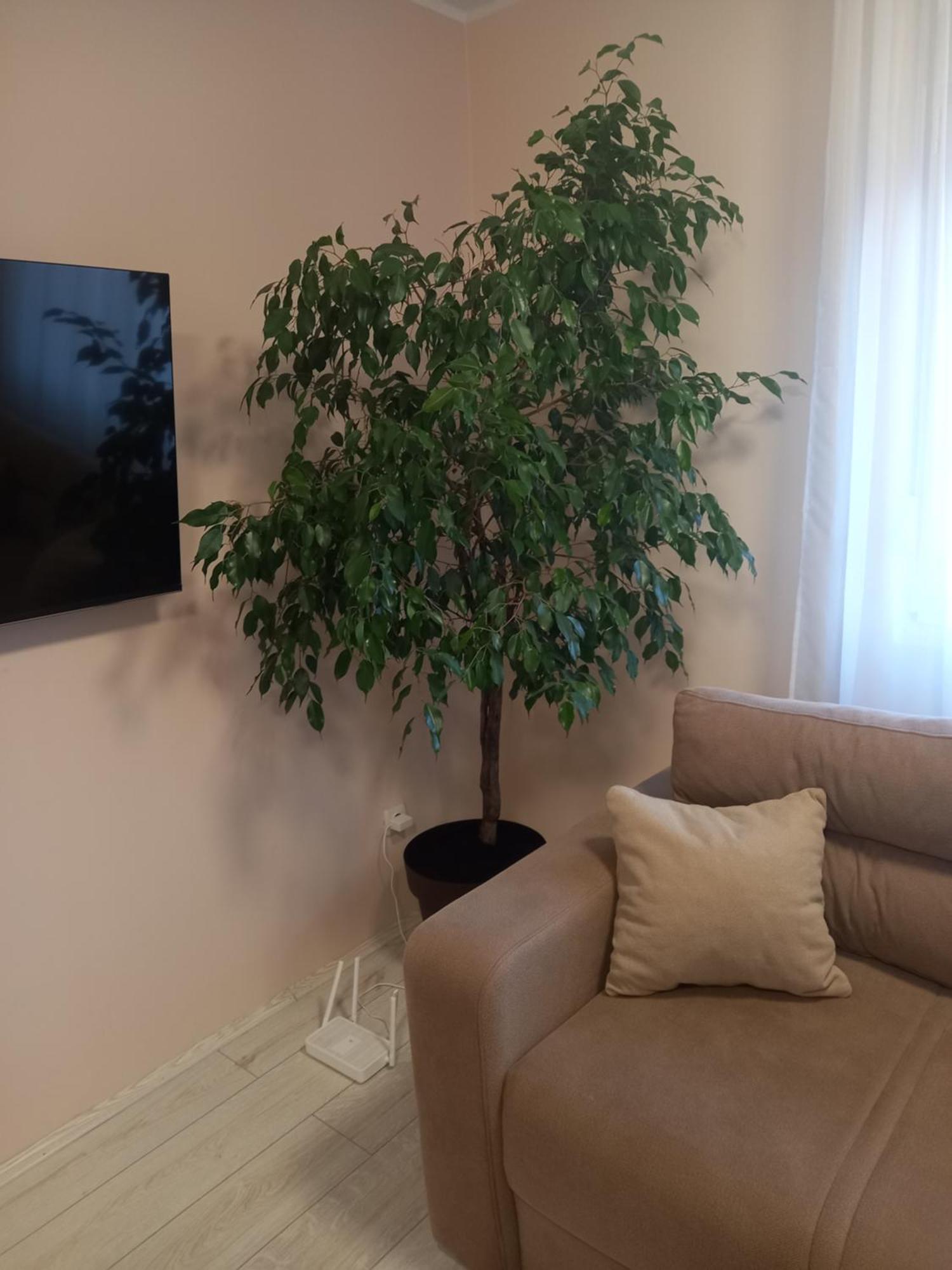 Leda Apartmani سميديريفو المظهر الخارجي الصورة